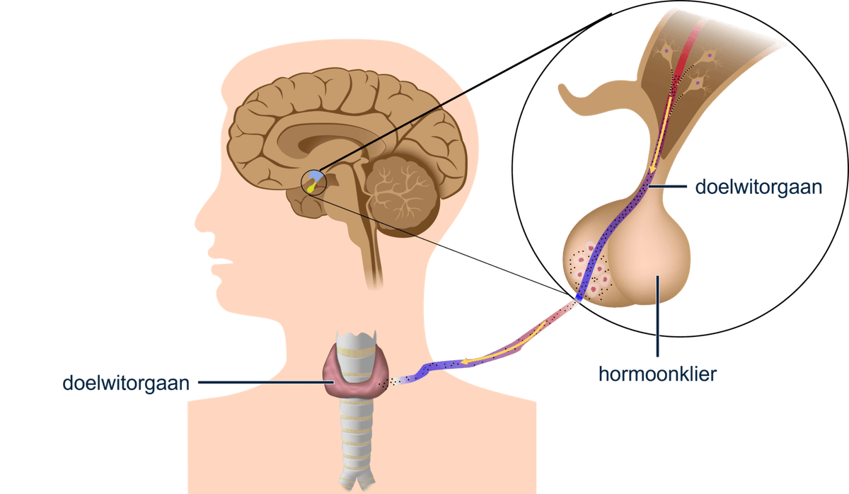 Hormoonklier (endocrien) stuurt doelwit orgaan aan