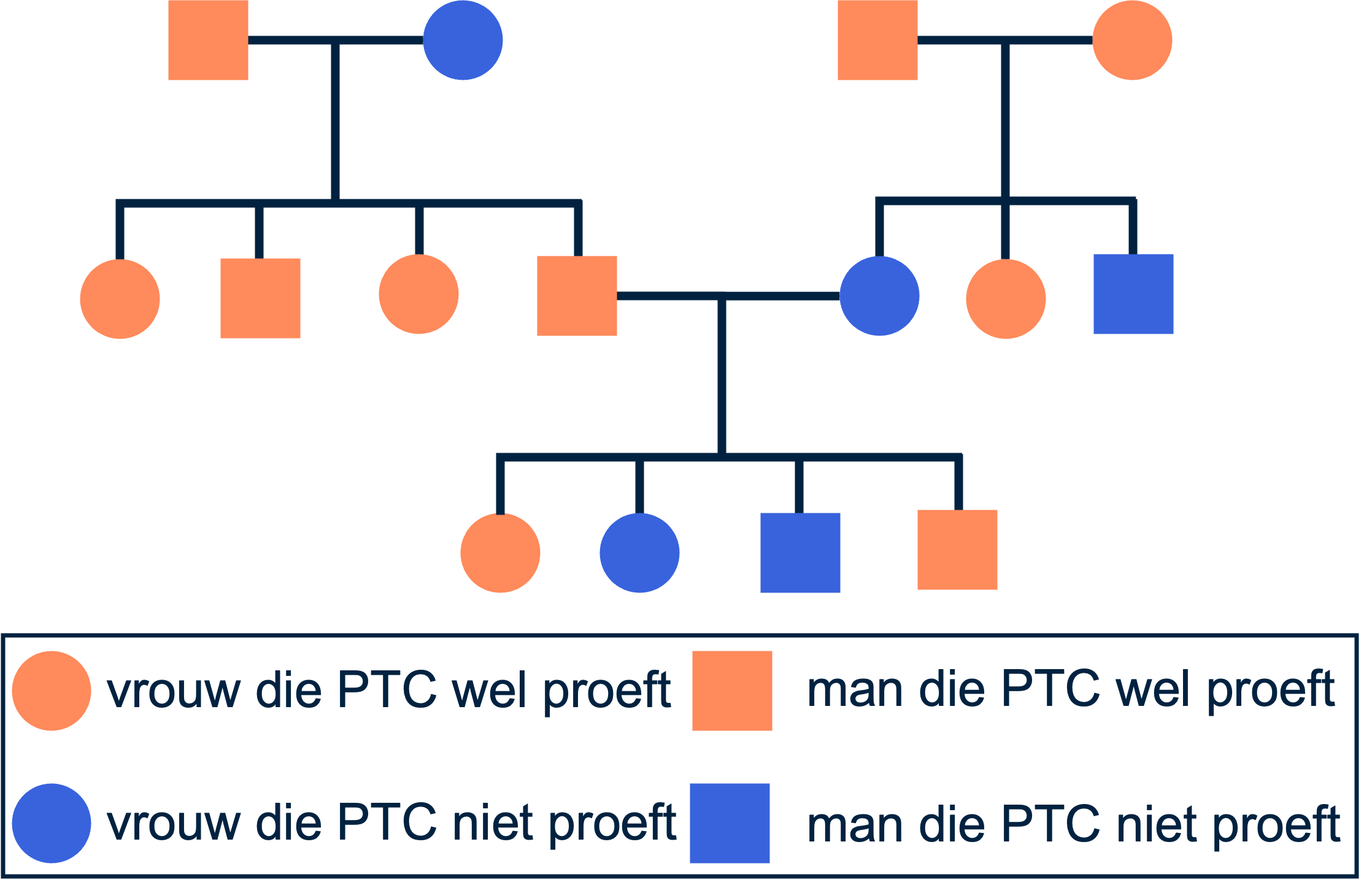 Een voorbeeld van een uitgebreide stamboom met fenotypen waaruit bepaald kan worden dat het proeven van PTC autosomaal dominant overerft. Zie de uitlegvideo voor een uitgebreide uitleg.