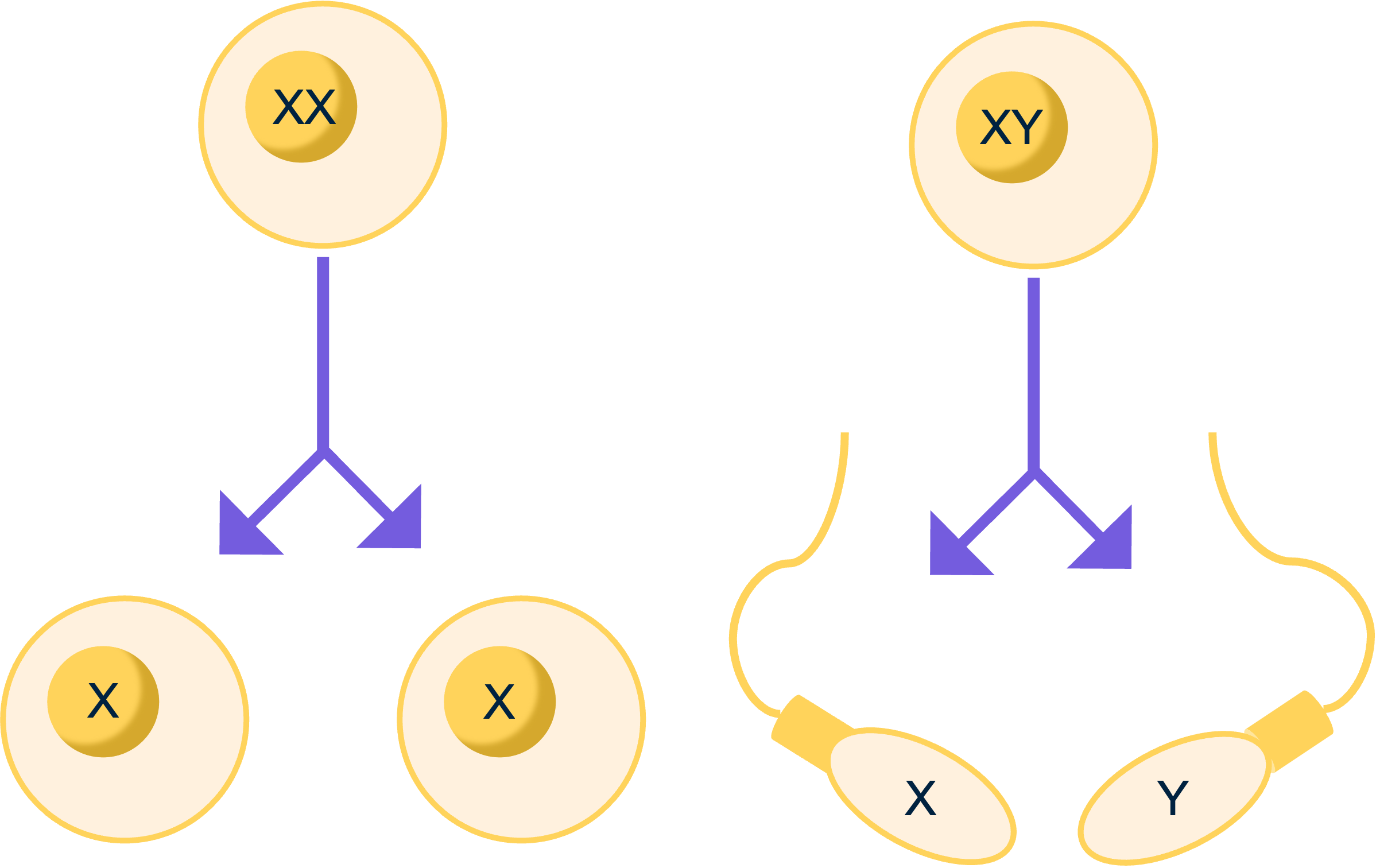 De geslachtscellen die ontstaan bij vrouwen en mannen. (Links ontstaan twee eicellen en rechts twee spermacellen)