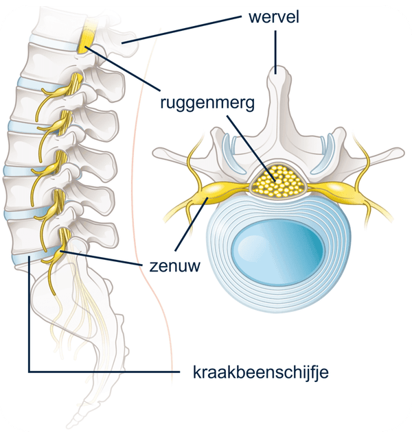 anatomie ruggenmerg