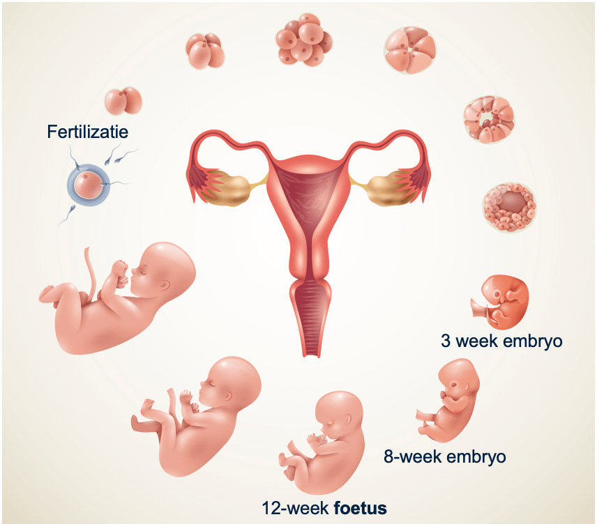 De ontwikkeling vanaf de bevruchting (fertilizatie) naar een embryo en een foetus.