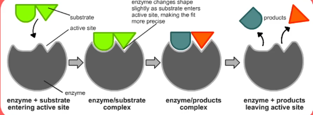 Schematische weergave van de werking van een enzym: een groot, onregelmatig gevormd enzym bindt aan een kleiner, complementair gevormd substraat. Na de binding wordt het substraat omgezet in producten, die vervolgens van het enzym loslaten, waarna het enzym klaar is voor een nieuwe reactie.