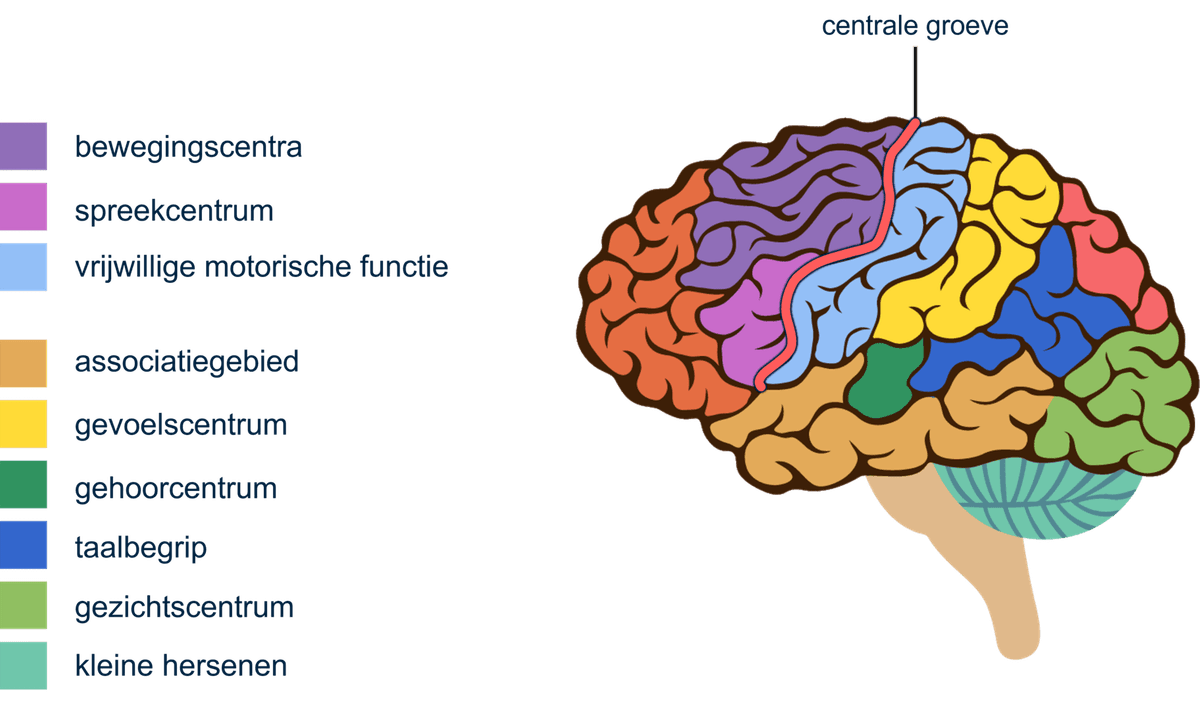 functies van de hersenen