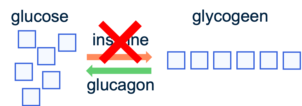 Bij diabetes (suikerziekte) type I maakt de patiënt geen insuline aan en bij diabetes (suikerziekte) type II zijn de cellen van de patiënt minder gevoelig voor insuline.