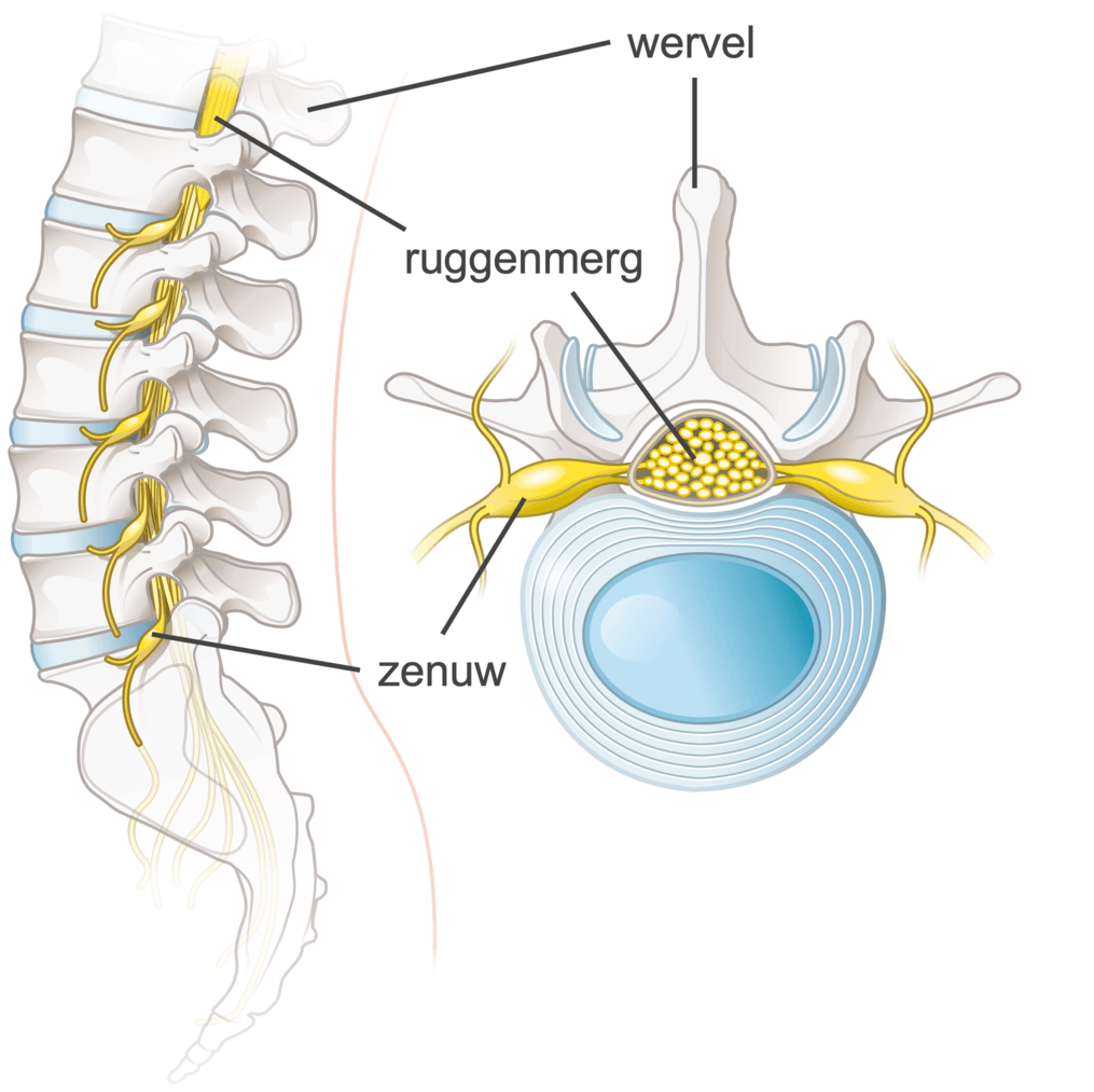 Figuur 2: wervelkolom