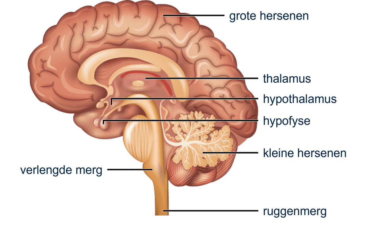 Op deze afbeelding is te zien waar de ruggenmerg, hersenstam en kleine hersenen zich bevinden in de hersenen.