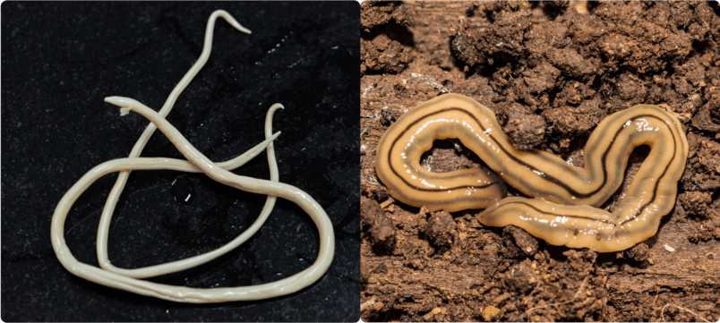 Links rondworm rechts platworm