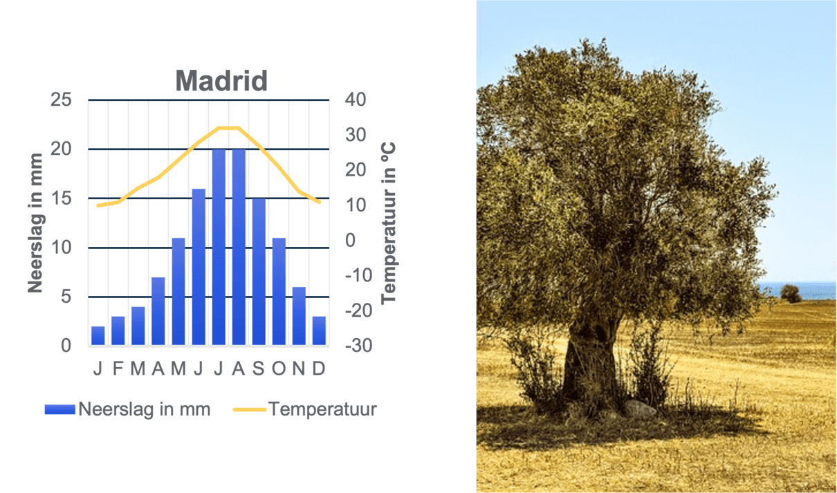 Voorbeeld van een stad die zich bevindt in een subtropische zone. Daarnaast afgebeeld hoe zo'n zone eruit kan zien.