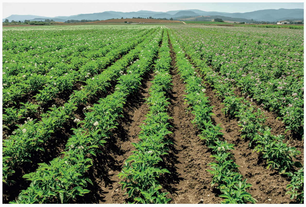 foto 1, veld met aardappelen