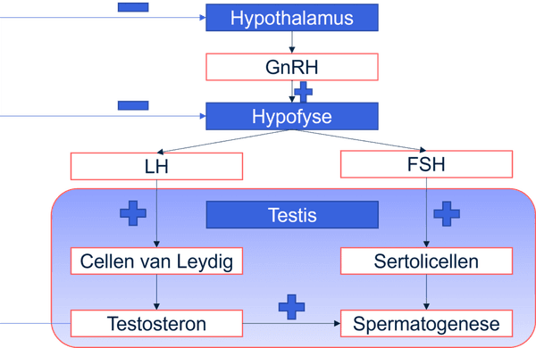 regeling mannelijke hormonen