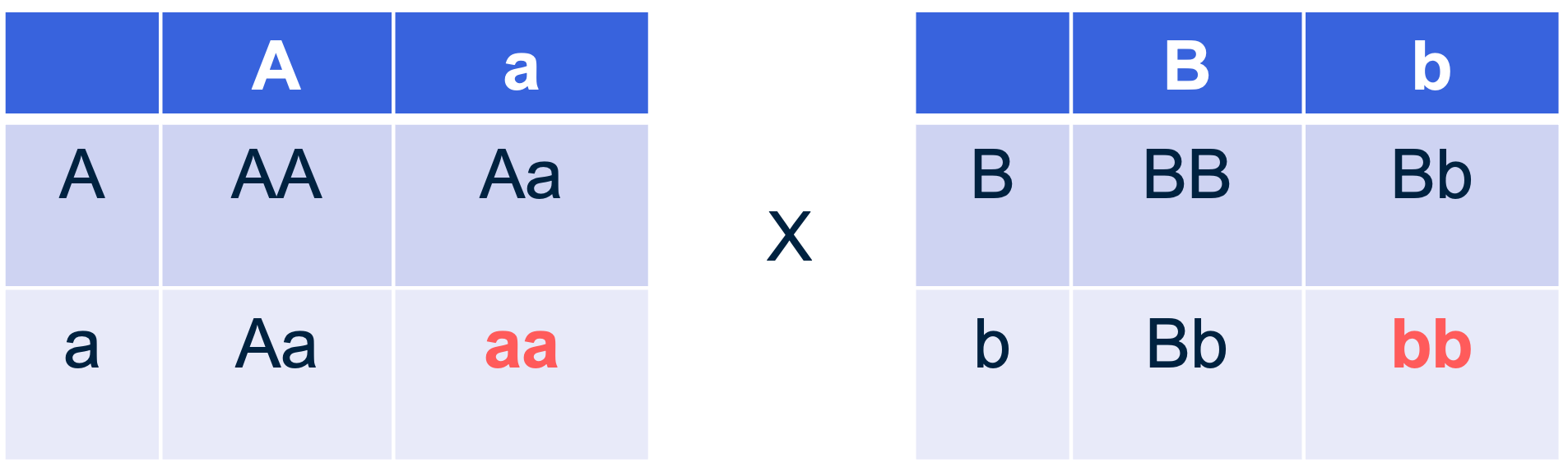 De twee kruisingsschema's van de monohybride kruisingen
