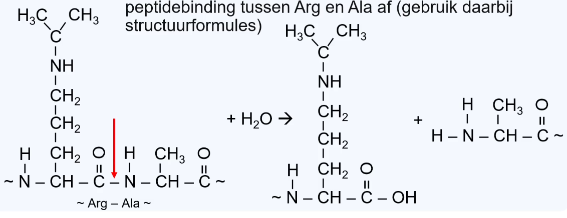 Schematische weergave van de hydrolyse van een dipeptide (Arg-Ala). Een watermolecuul wordt toegevoegd aan de peptidebinding, waardoor de zuurgroep van Arginine en de aminogroep van Alanine worden hersteld.