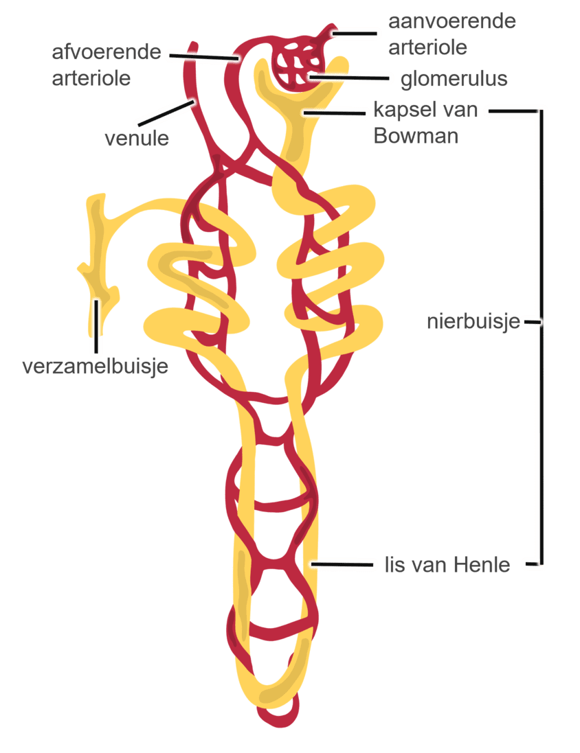 Schematische tekening van een nefron.