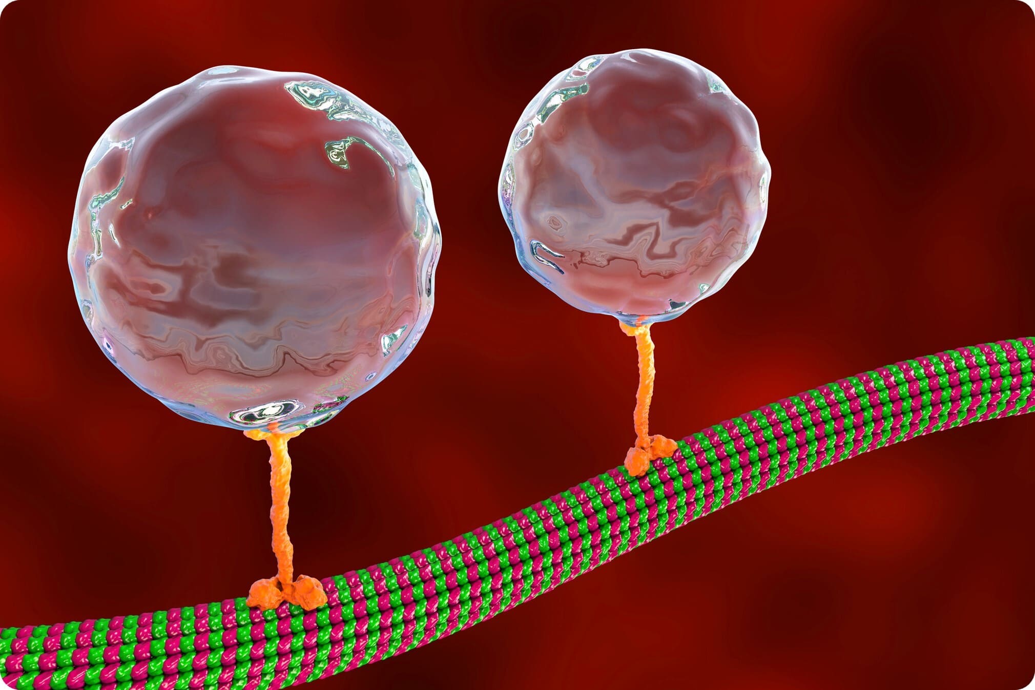 Afbeelding van motoreiwitten die originellen langs eiwitvezels vervoeren