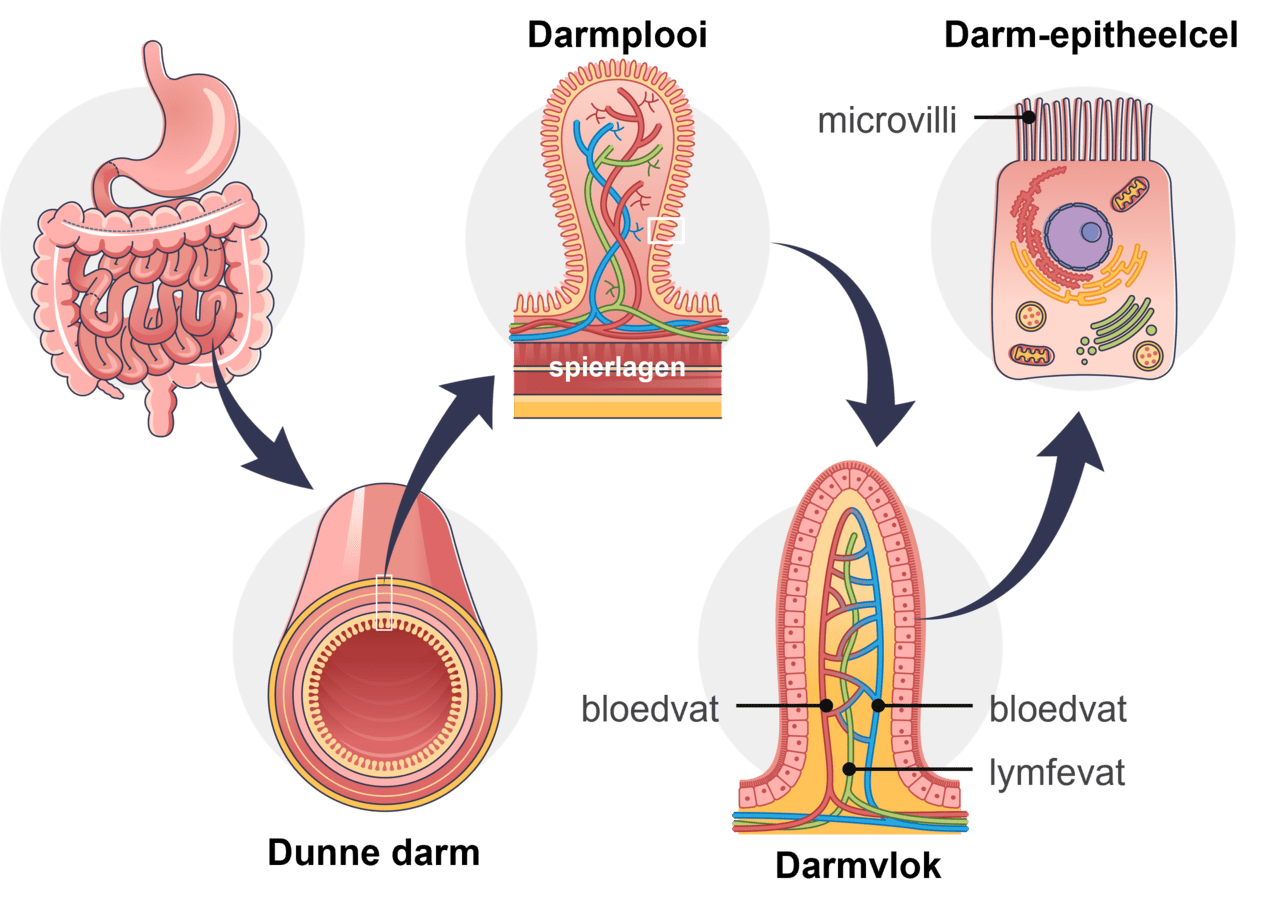 Een afbeelding van de dunne darm met zijn darmplooien, darmvlokken en epitheelcellen.