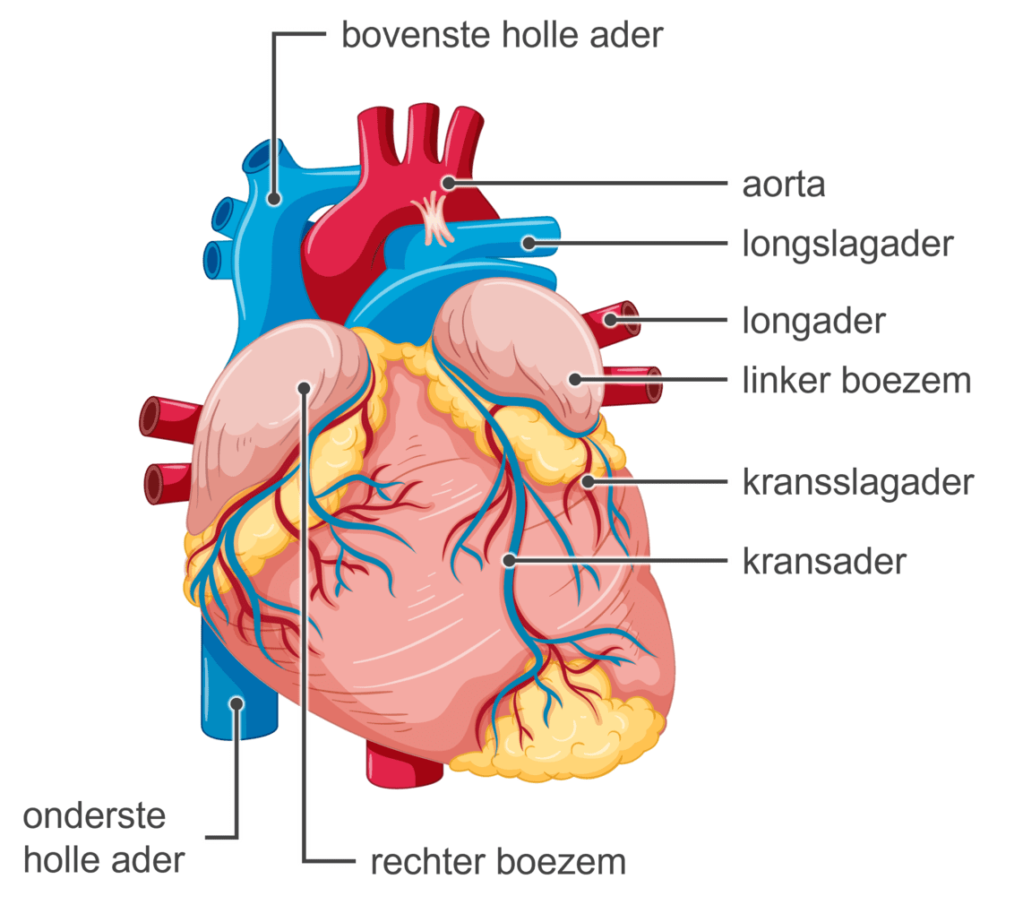 Gedetailleerde afbeelding van de structuur van het hart