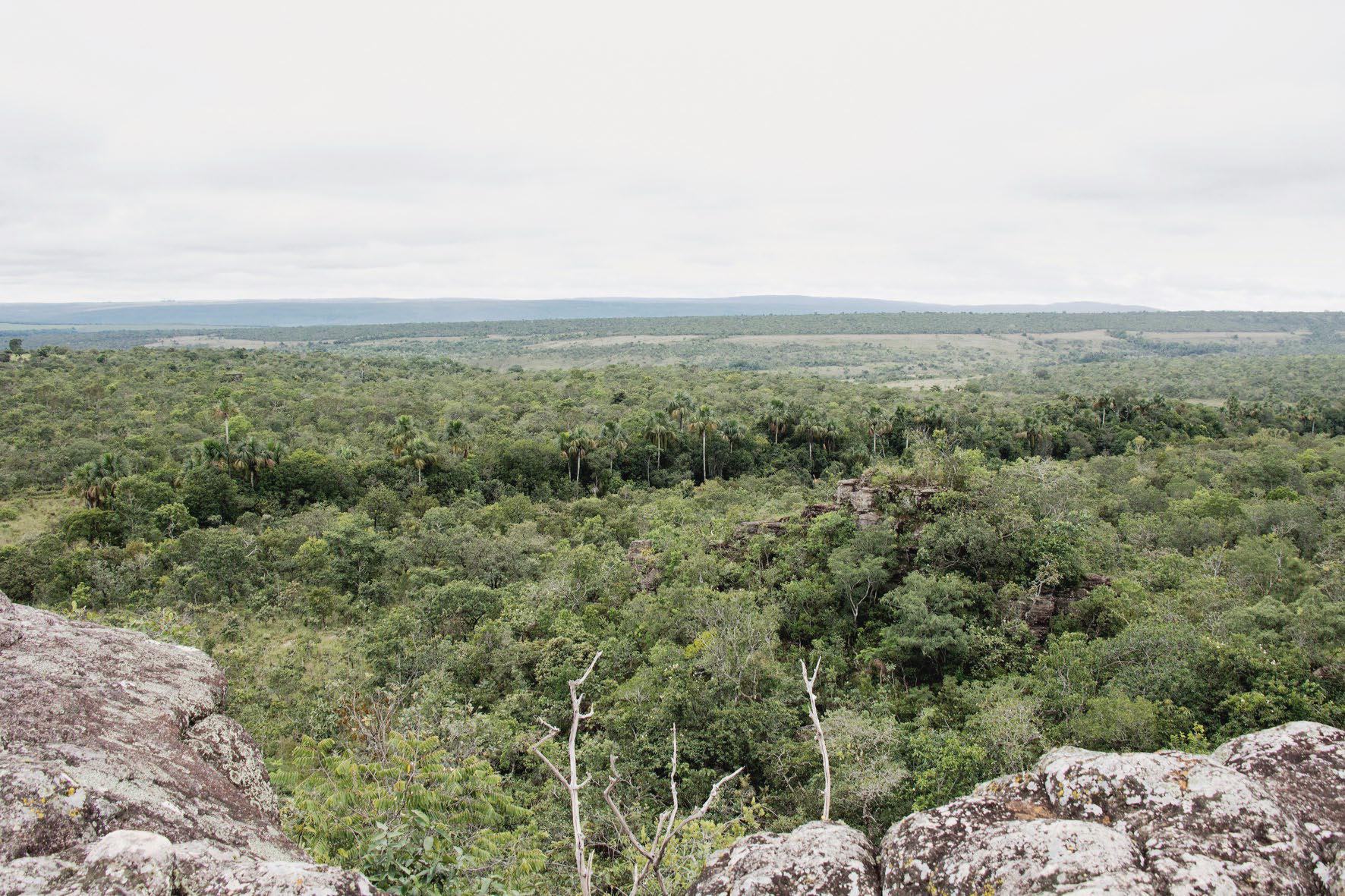 De cerradão, 60 kilometer ten noordoosten van Cuiabá