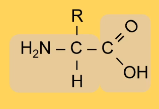 Algemene structuurformule van een aminozuur, met links de NH2-aminogroep, rechts de COOH-zuurgroep, en in het midden een centraal koolstofatoom gebonden aan een waterstofatoom en een R-groep.