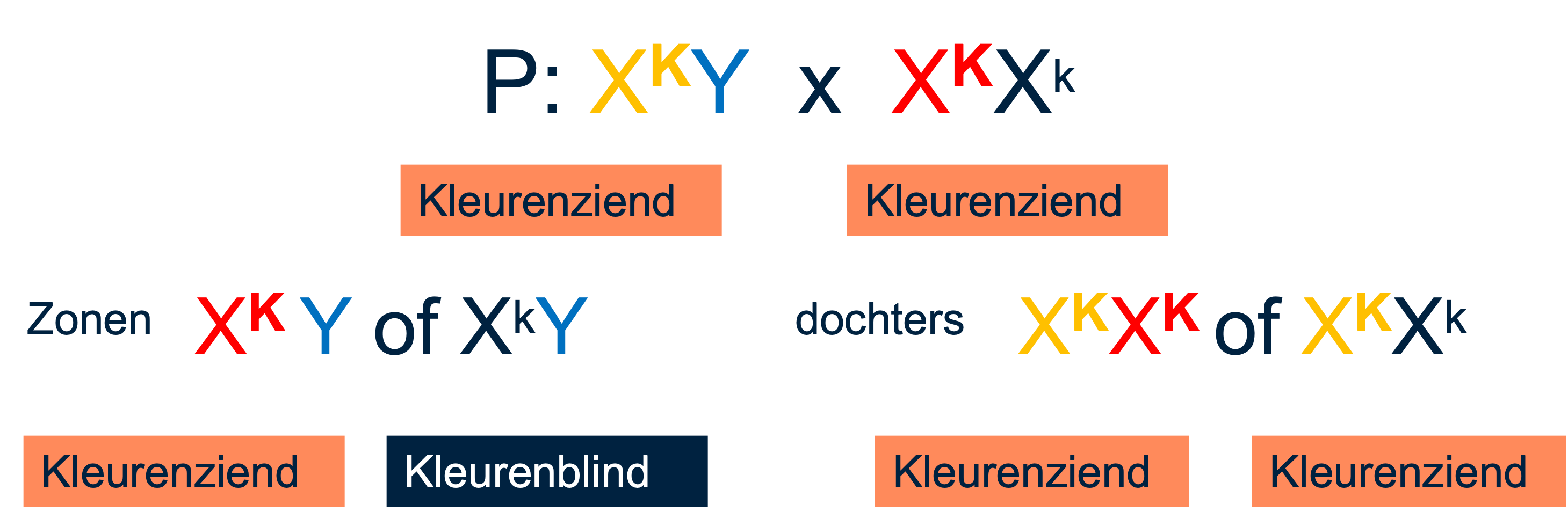 De genotypes die komen uit een kruising tussen een kleurenziende man en een vrouwelijke draagster met het gen van kleurenblindheid.