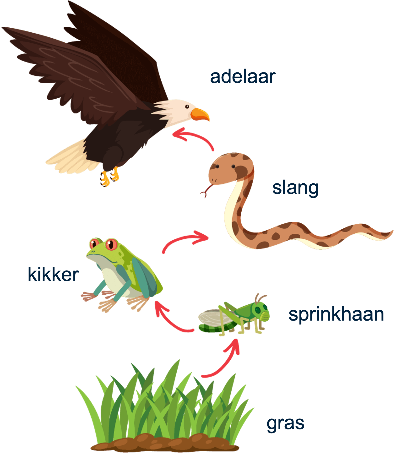 Voorbeeld voedselketen