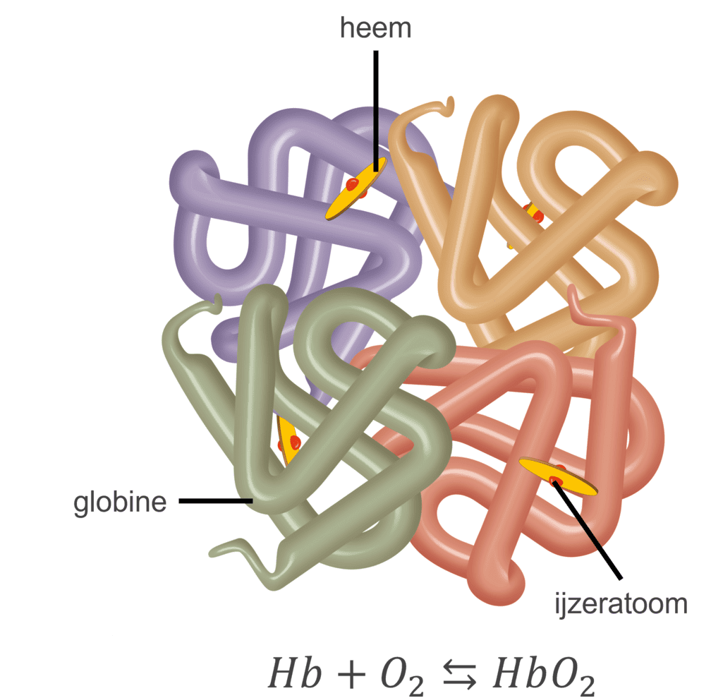 Schematische weergave van de binding van een zuurstofatoom aan een hemoglobinemolecuul.