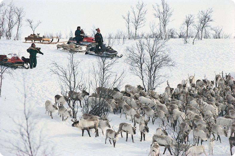 Afbeelding 13: rendierkudde in sneeuwlandschap. 