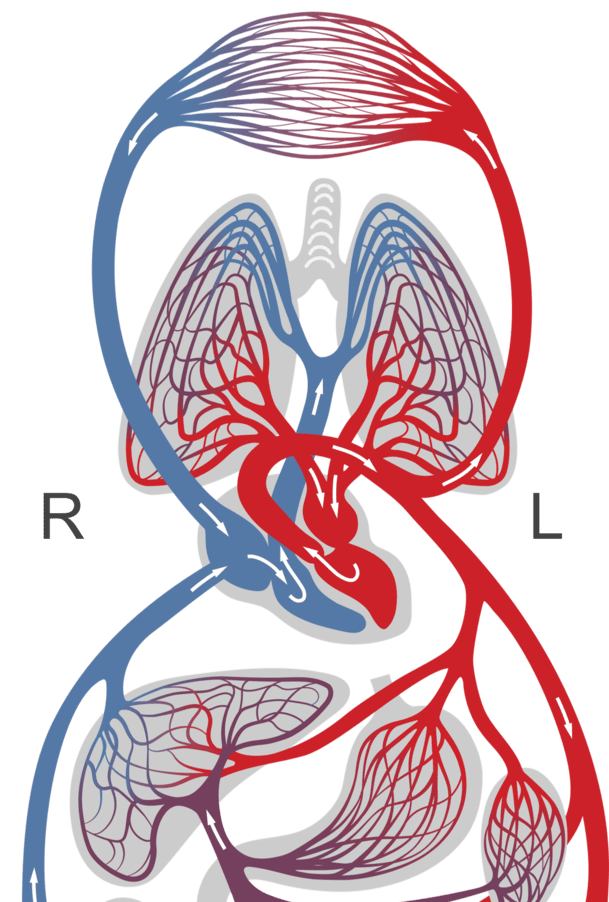 Afbeelding van de kleine bloedsomloop