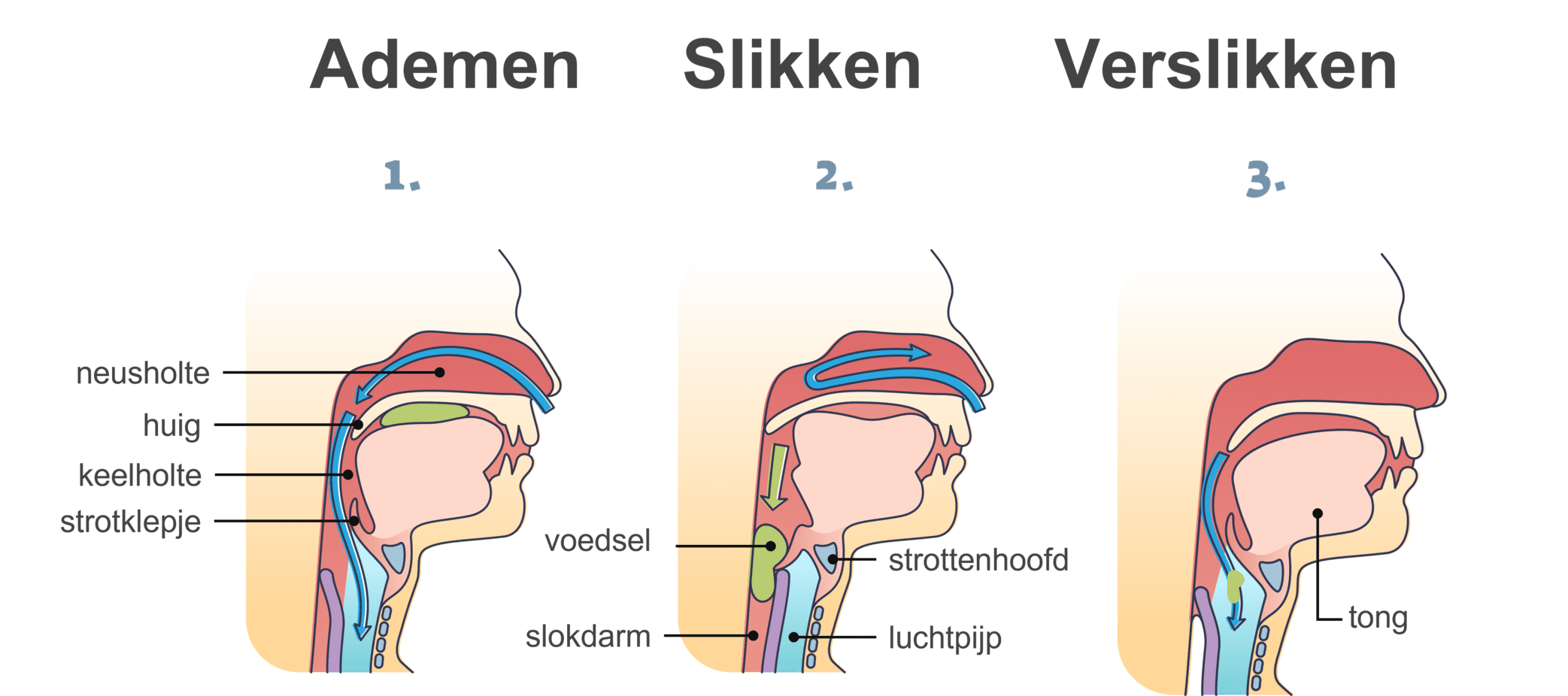 Op deze afbeelding is te zien hoe het strotklepje en de huig bewegen bij het ademen, slikken en verslikken.