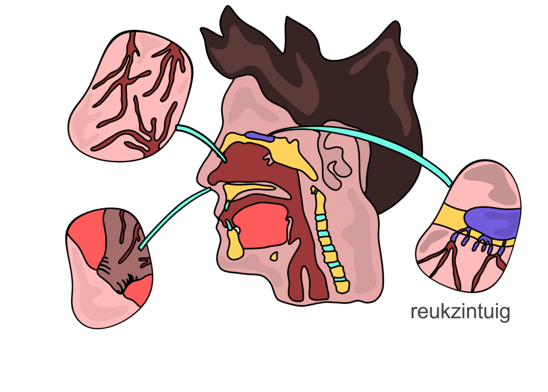 Afbeelding van waar het reukzintuig zich bevindt.