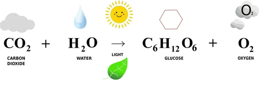 Figuur 2: proces van fotosynthese