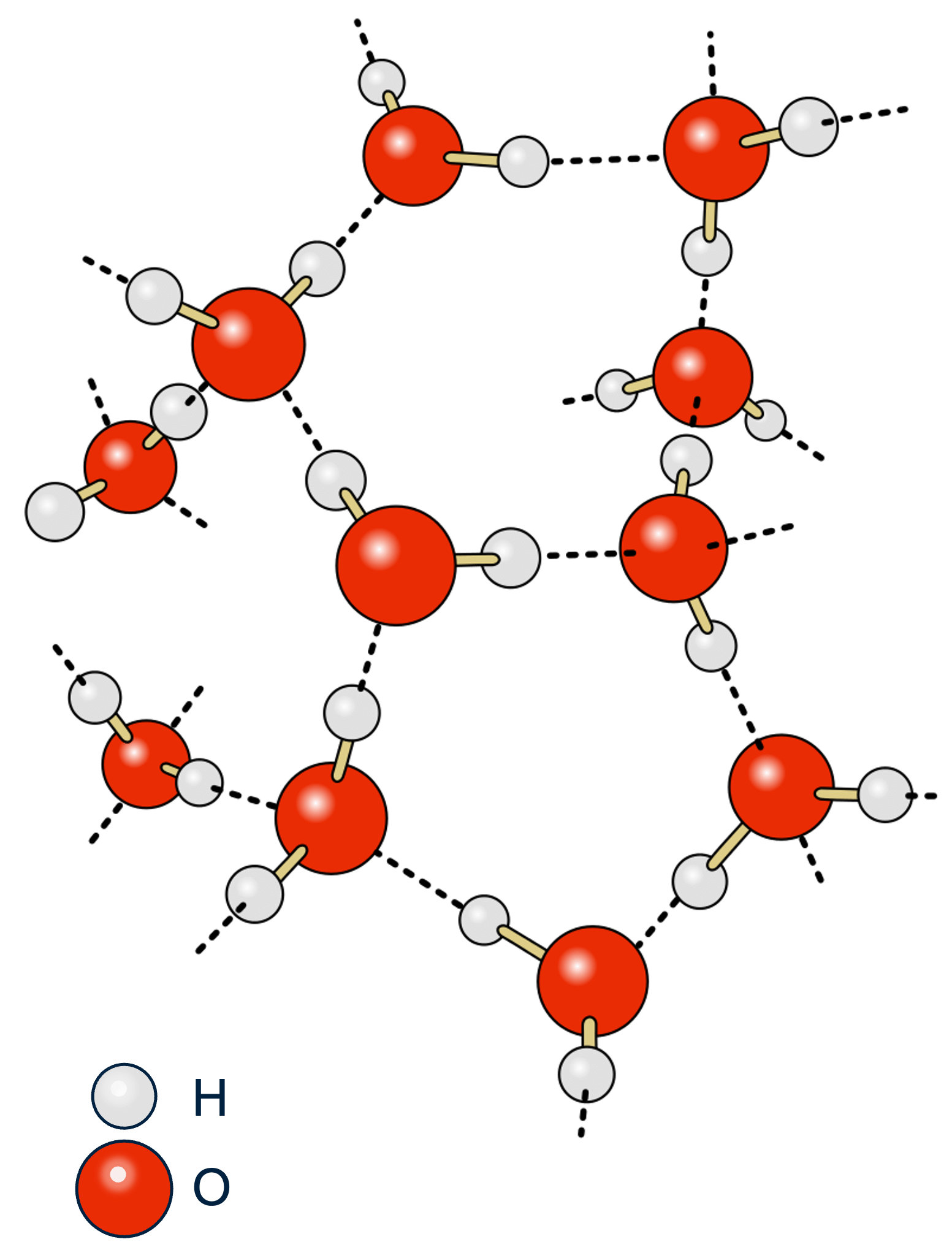 De waterstofbruggen houden de watermoleculen bij elkaar.