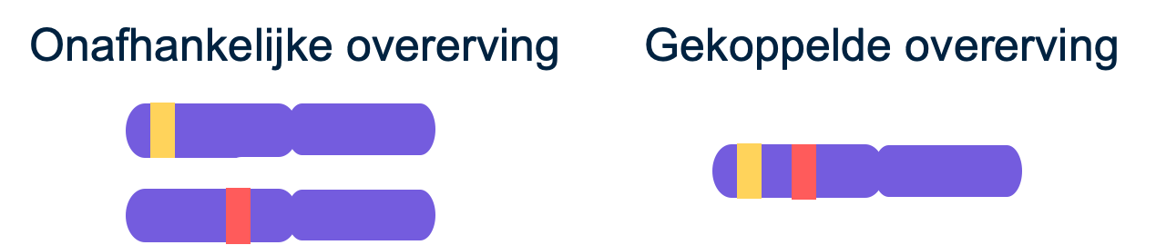 Verschil tussen onafhankelijke en gekoppelde overerving