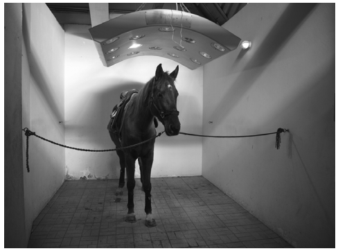 paard onder paardenkachel