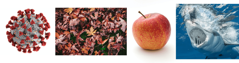 Parasieten, afgestorven materiaal, voedselbronnen en predatoren zijn voorbeelden van biotische factoren