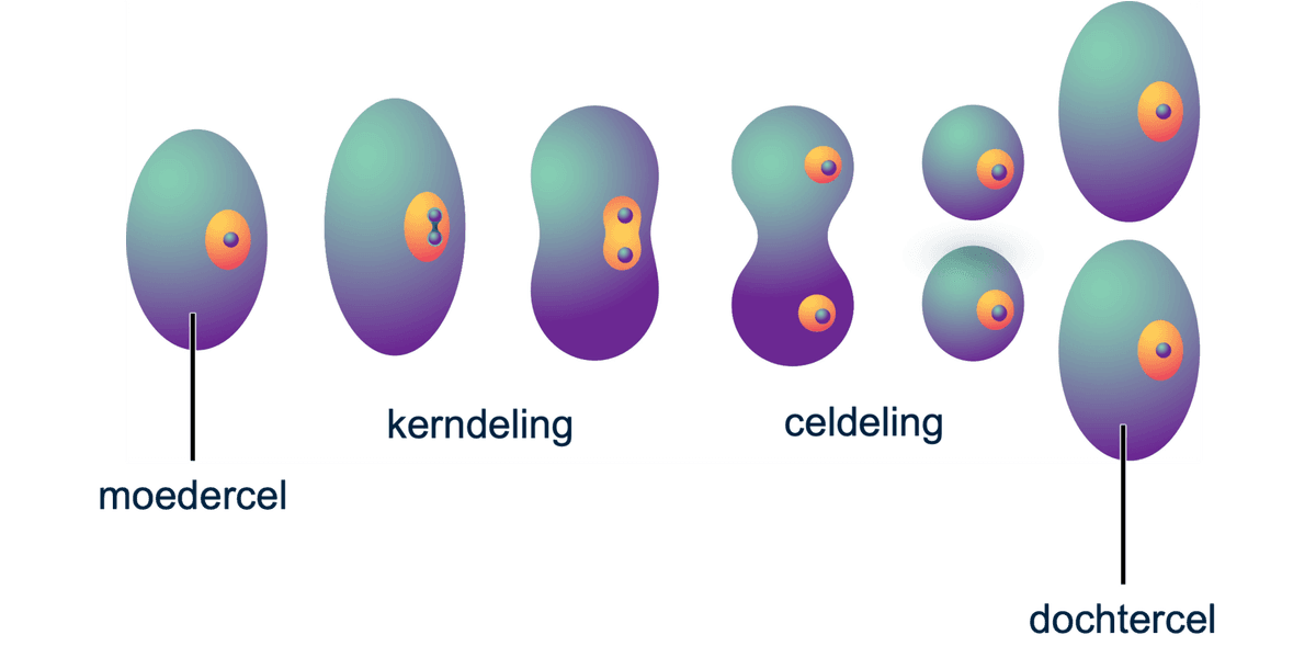 Mitose celdeling