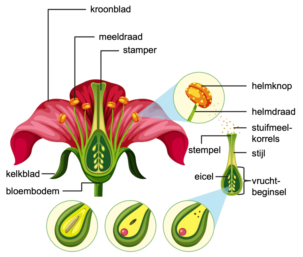 Onderdelen van een bloem en de bestuiving