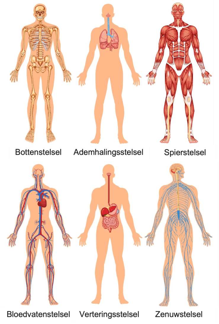 De verschillende orgaanstelsels