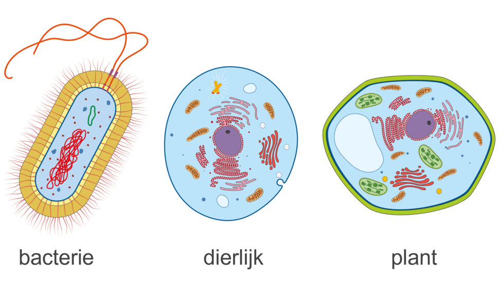 Afbeelding geeft overeenkomsten in verschillende soorten cellen weer.