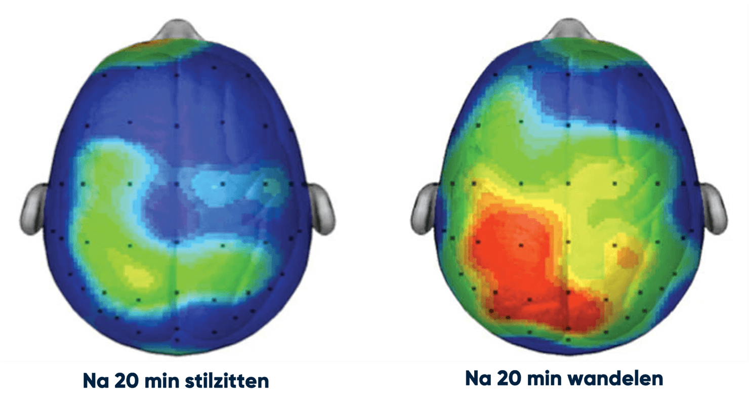 Je hersenactiviteit neemt toe als je 20 minuten hebt gewandeld in plaats van stil hebt gezeten.