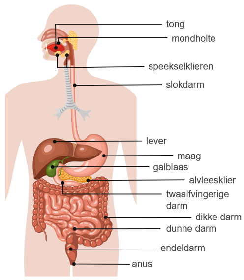 Illustratie van de anatomie van het verteringsstelsel.