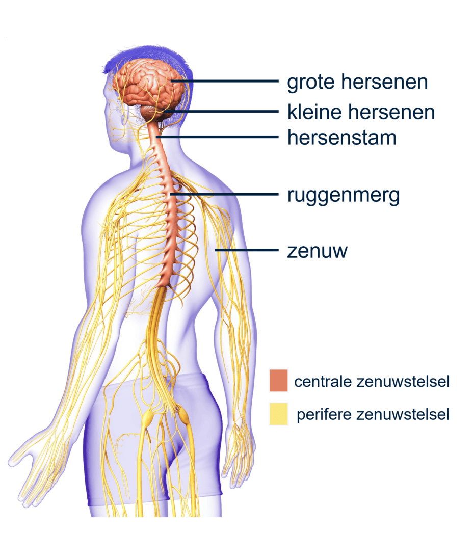 Afbeelding van het centraal en perifere zenuwstelsel