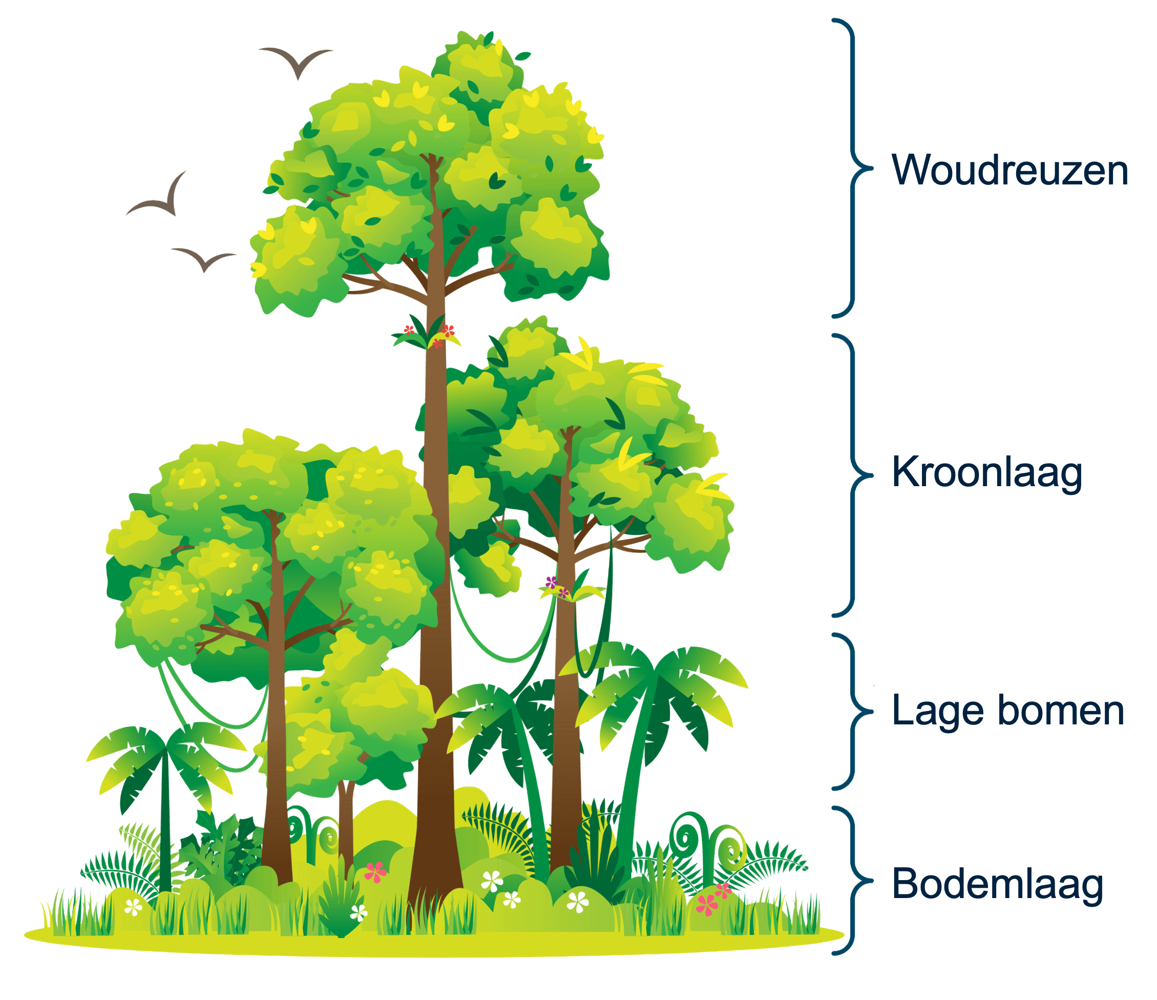 Een stuk bos met meerdere lagen bomen- en plantengroei door concurrentie.
