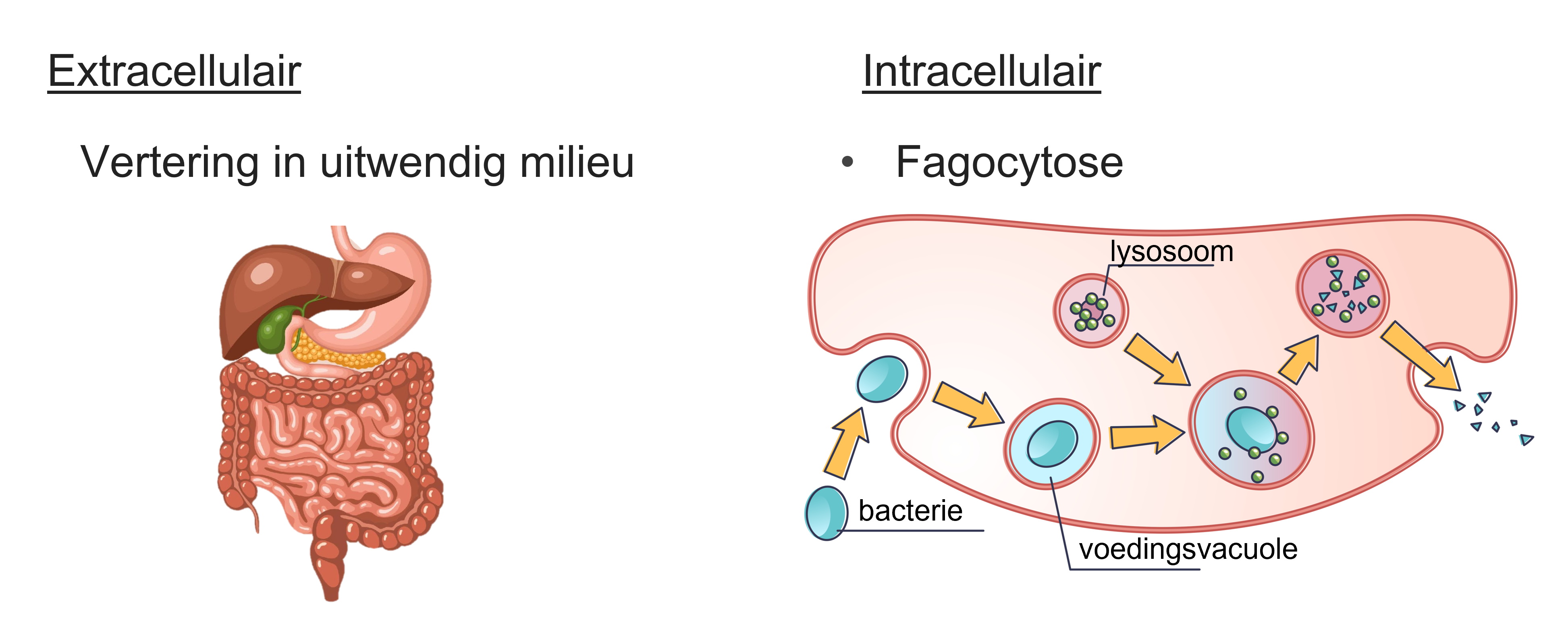 Illustratie van extracellulaire en intracellulaire vertering.