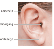 Afbeelding van alle uitwendige onderdelen van het oor