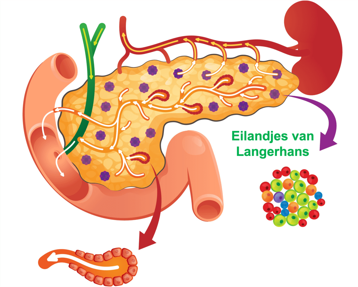 Figuur 1: de alvleesklier en eilandjes van Langerhans