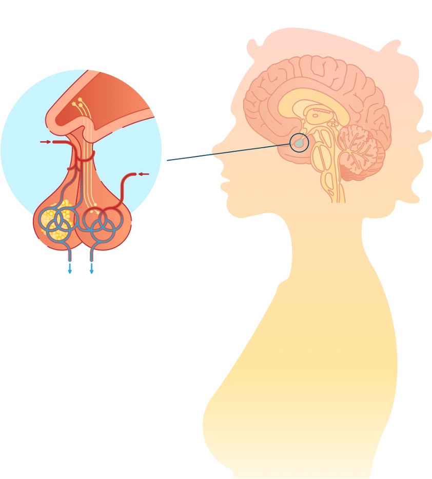 Figuur 2: de hypofyse
