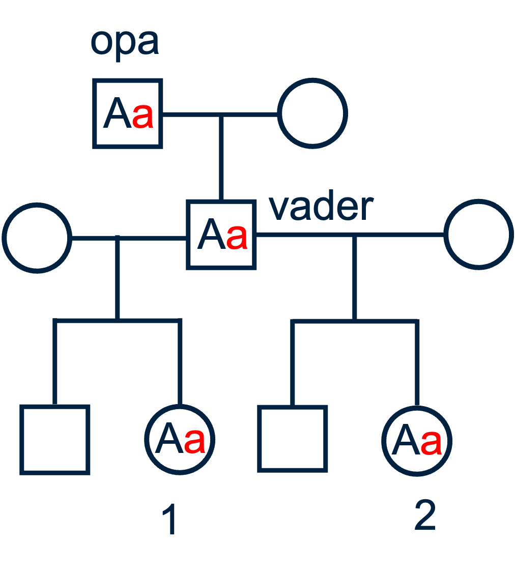 Overzicht van de stamboom van de bovenstaande vraag over halfzussen.
