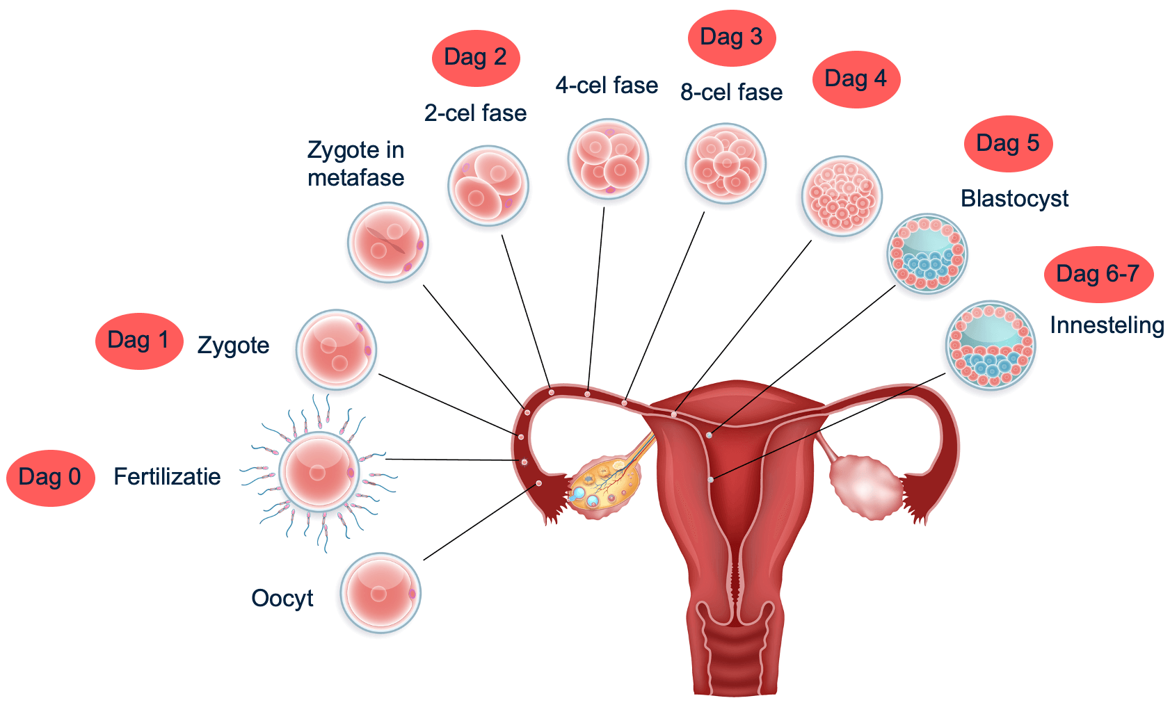 Uitgebreid overzicht van de ontwikkeling van een bevruchte eicel (zygote) tot aan de innesteling van deze zygote in de baarmoederwand van de moeder.