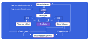 Hormonale regeling bij vrouwen