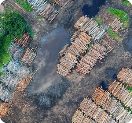 Houtkap voor palmolie